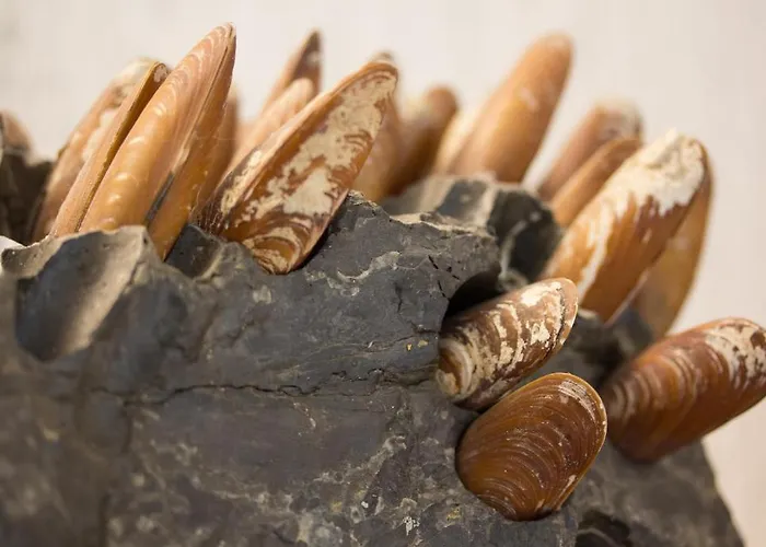 Отель Ca' D'andrean 3*