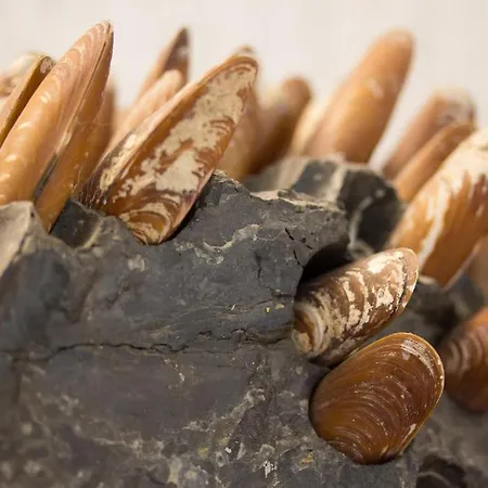 Hotel Ca' D'andrean 3*